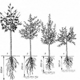 Pravila za sadnju stabala jabuke